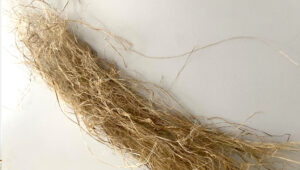 Fibra di Canapa